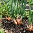 thumbnail image 4 of 1 Lb Shallot Bulbs, Outdoor Shallot Planting, Small Plant for Garden Bed or Container Growing, 4 of 6