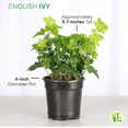 thumbnail image 5 of Live English Ivy Plant - Air Purifying - 4" Decorative Pot Cover - Beige - Thorsen's Greenhouse, 5 of 7