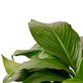 thumbnail image 3 of Spathiphyllum 'Peace Lily' Live Plant for Indoor | Different Houseplants in 4'' & 6'' Pot | Real House Plant for Living Room, Office, Desk & Bathroom | Peace Lily | Spathiphyllum, 3 of 6