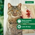 thumbnail image 6 of Advantage II Vet-Recommended Flea Prevention for Large Cats 9 lbs+, 2-Monthly Treatments, 6 of 9