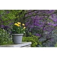 thumbnail image 2 of Rotenberg, Nancy 18x13 Black Ornate Wood Framed with Double Matting Museum Art Print Titled - Ohio Potted tulips and redbud tree in garden, 2 of 4