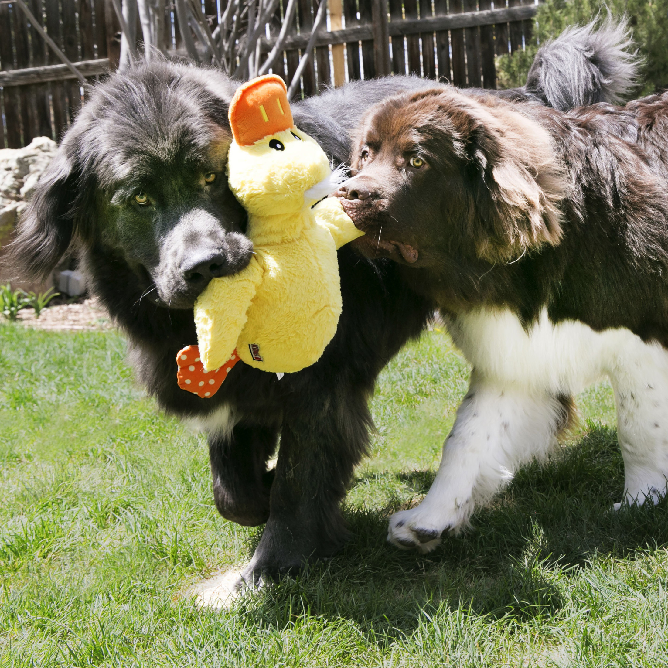 KONG® Comfort Squeaker Dog Toy, Yellow Duck, Jumbo Extra Large