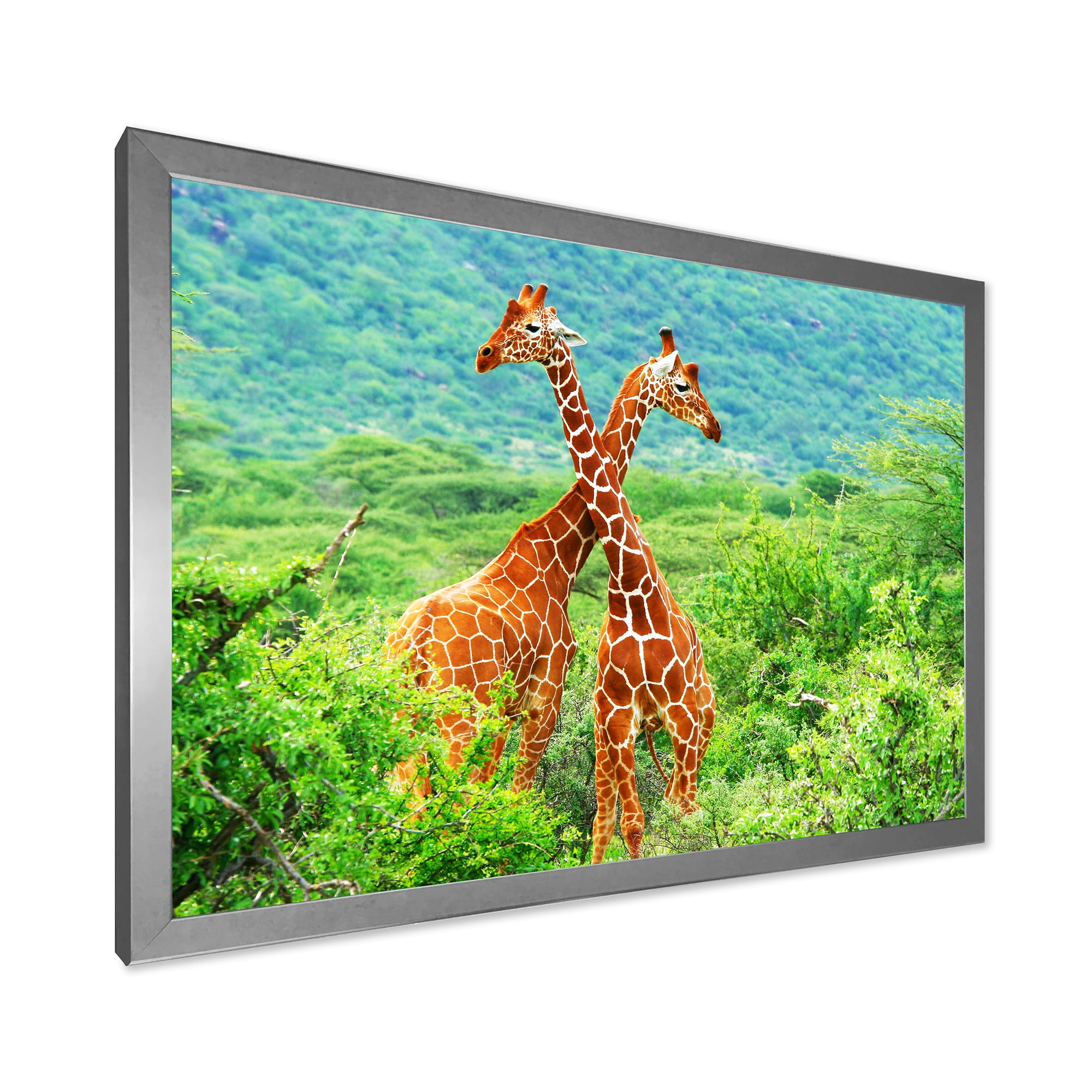 Designart 'Two Giraffes Fighting In Lush Green Wild' Farmhouse Framed Art Print