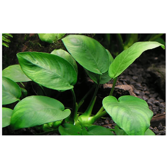 Anubias Barteri Round Leaf Live Aquarium Plant, Easy Freshwater Fish Tank Plant