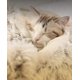 thumbnail image 4 of Cesta Mullida para Gatos Antiestrés Cama para Perros Extra Suave y Relajante Sofá XL Cómodo Lavable Hogar, Cojín, Antideslizante (50 cm, Marrón),, 4 of 5