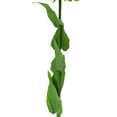 thumbnail image 3 of Girasol decorativo grande Creaciones Dekora  146cm, 3 of 5