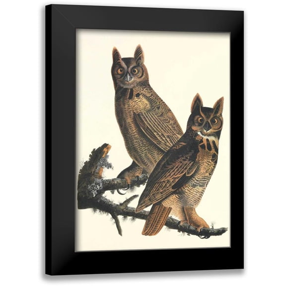 Audubon, John James 11x14 Black Modern Framed Museum Art Print Titled - Great Horned Owl