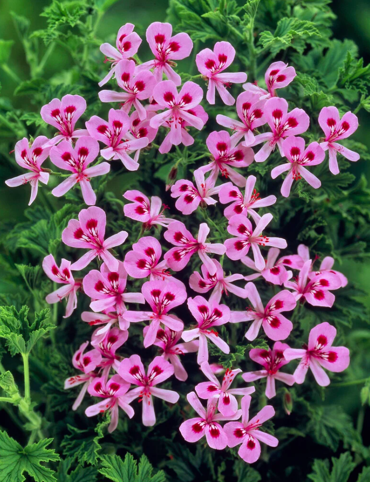 Lemon Scented Geranium Live Plant, 4–6 Inch Tall, Fragrant Pelargonium Lemonii, Aromatic Foliage for Indoor Outdoor Containers