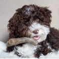 thumbnail image 2 of Juguete masticable para perros Benebone Puppy Maplestick, tamaño pequeño, marrón, 2 of 6