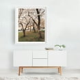 thumbnail image 2 of Cherry Blossoms, Central Park 04 - Manhattan New York Photography Nature Floral Scenic White Framed Wall Art Print 16 x 20 inches, 2 of 3