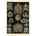 thumbnail image 3 of Haeckel, Ernst 17x24 Black Modern Framed Museum Art Print Titled - Haeckel Nature Illustrations: Stephoidea, 3 of 5