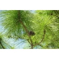 thumbnail image 4 of Slash Pine Tree  40 Live Plants  Pinus Elliottii  Fast Growing Stately Shade Tree, 4 of 8