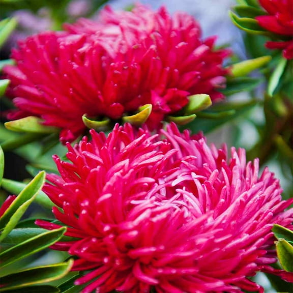 Outsidepride Scarlet Paeony Aster Seeds - 2000 Seeds