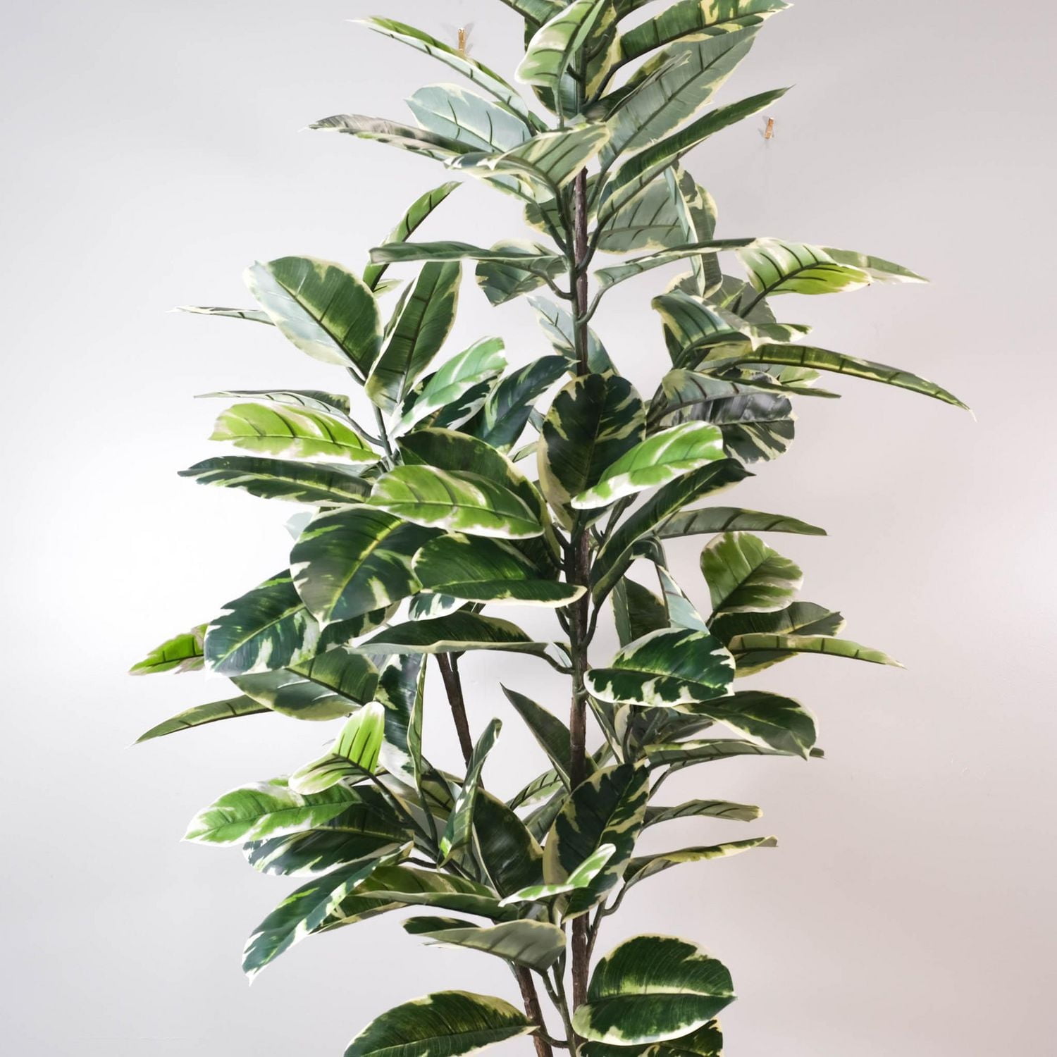 Arbre Ficus Lyrata, 72.83"H