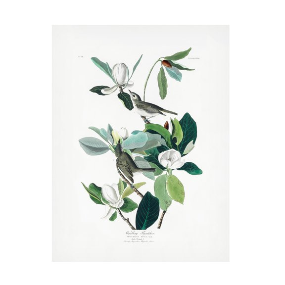 Trademark Fine Art Pictufy Warbling Flycatcher From Birds of America 1827 Canvas Wall Art