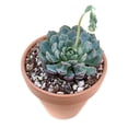 thumbnail image 5 of Echeveria Minima (4"+ Clay Pot) - Tiny, Lovely, Easy to Care Rosette Succulents - Live Succulents for Indoor Places, 5 of 9