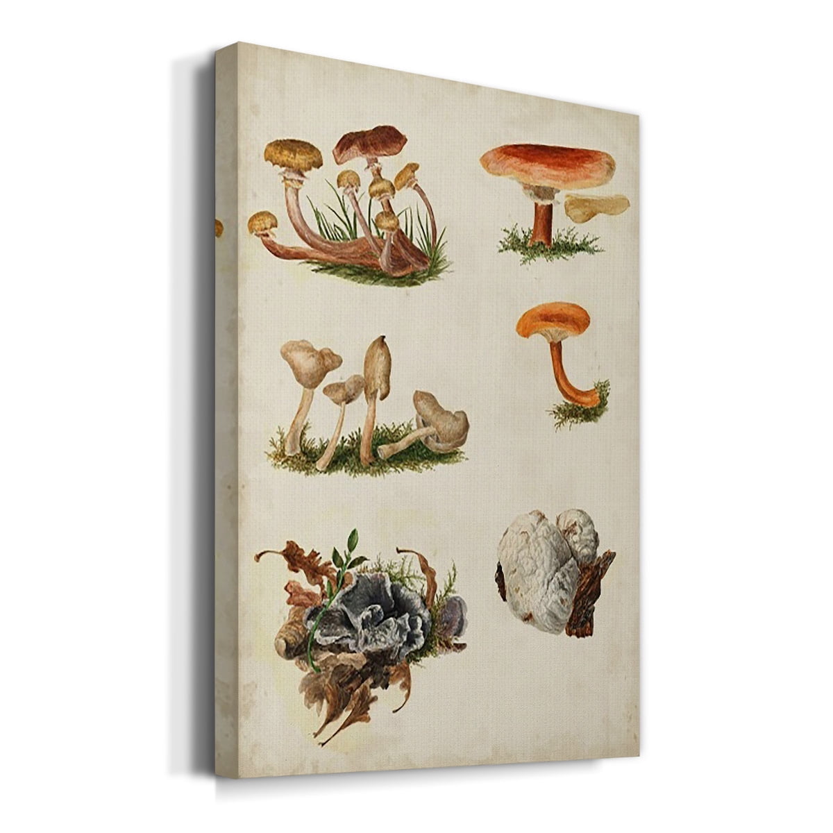 Mushroom Species X Premium Gallery Wrapped Canvas - Ready to Hang