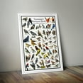 thumbnail image 5 of Tennessee's Backyard Birds Poster - Tennessee Bird Chart Highlighting Birds At Your Bird Feeder, 5 of 6