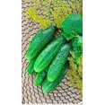 thumbnail image 4 of HJADGG Seeds Vegetable Self-pollinated Cucumber Firm Secret Indoor Non-GMO for Planting, 4 of 8