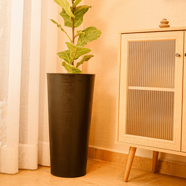 Maceta Ficus 60
