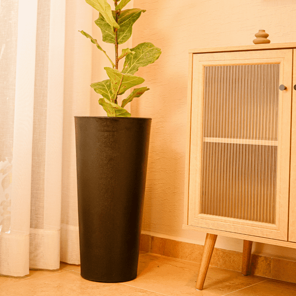 Maceta Ficus 60