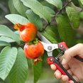 thumbnail image 2 of Heavy Duty Stainless Steel Pruning Scissors Sharp Hand Scissors for Garden Harvest Fruit Vegetable Tools, 2 of 5