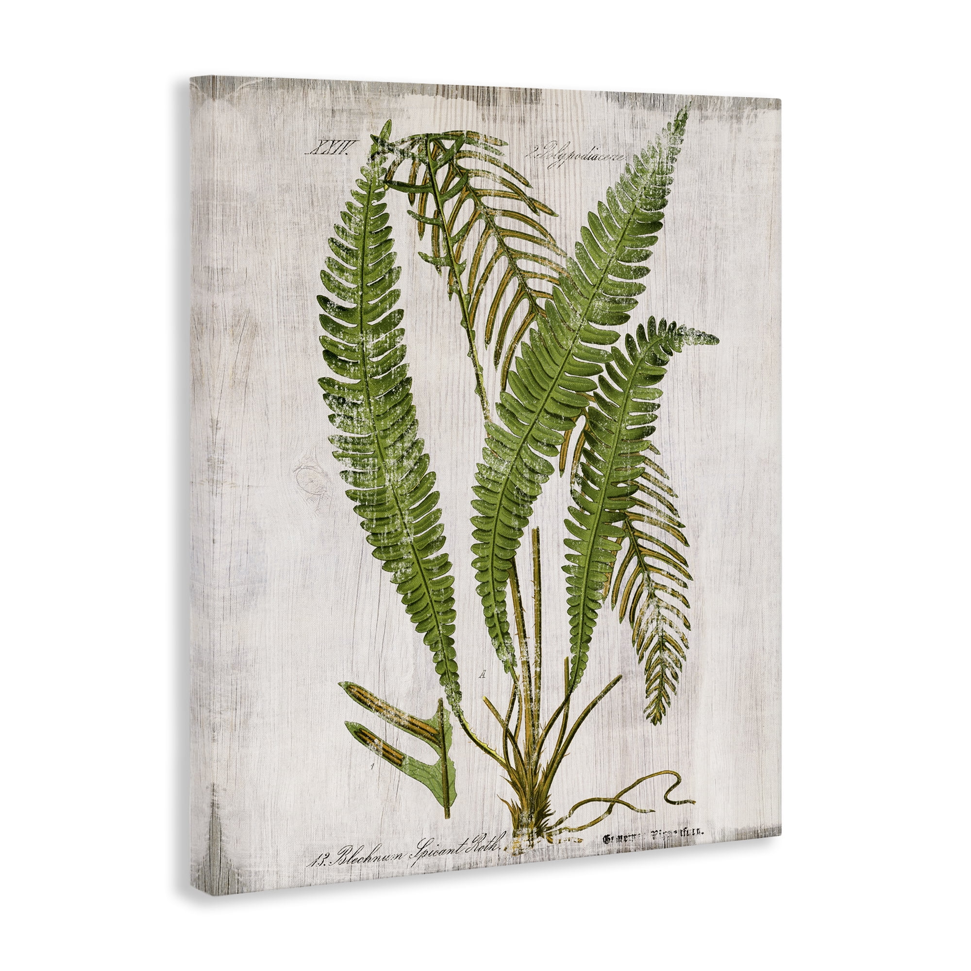 Stupell Industries Thin Fern Leaves Study Plants & Flowers Painting Wrapped Canvas Art Print Wall Art, 24 x 30