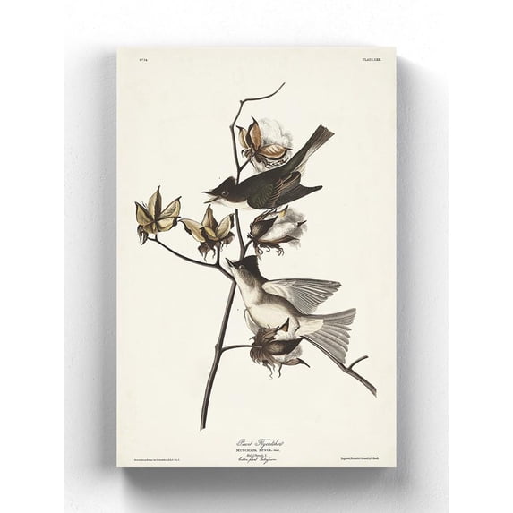Pewit Flycatcher Wrapped Canvas -John James Audubon Designs,