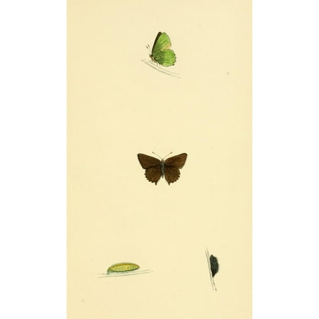 Unknown Stretched Canvas Art - History of British Butterflies 1853 Green Hairstreak - Large 24 x 36 inch Wall Art Decor Size. Unknown Stretched Canvas Art - History of British Butterflies 1853 Green Hairstreak - Large 24 x 36 inch Wall Art Decor Size.