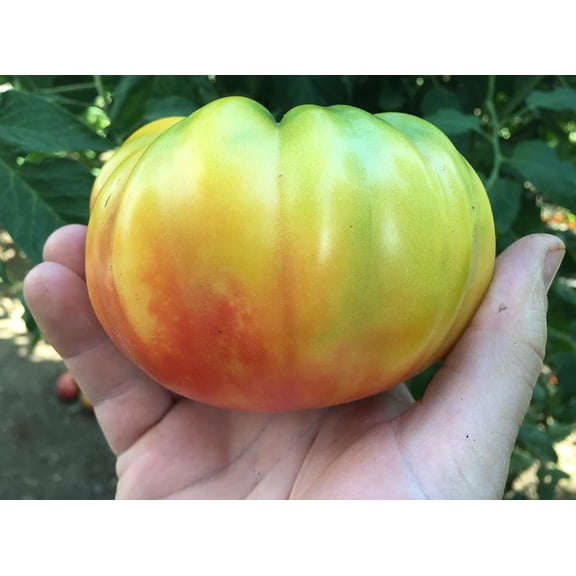 Mr. Stripey Heirloom Tomato Premium Seeds Packet