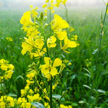 Trifecta Power Blend Mustard Seeds by Mighty Mustard - 4 Oz - Non-GMO, Open Pollinated Farm & Garden Cover Crop