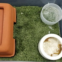 ifundom 2-Pack Natural Artificial Moss Mats for Reptile Terrariums, Moisturizing Decor, and Realistic