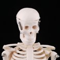 thumbnail image 4 of Modelo de Cuerpo Sunnimix 45 cm Estatua de Esqueleto del Cuerpo Humano, 4 of 8