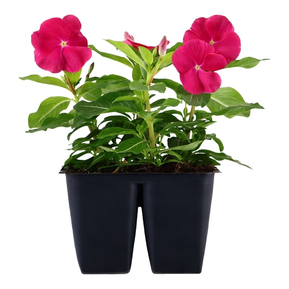 Expert Gardener 6" Pink Vinca Live Plants in 3" Grower Pot Full Sun 4 Pack