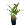 thumbnail image 3 of Planta varios modelos 1 pieza, 3 of 4