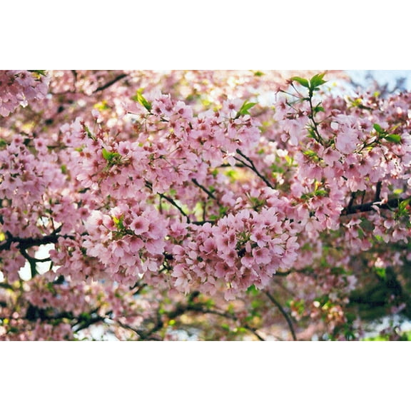 Green River 5 Akebono Cherry Tree Seeds - Fragrant White Blossoms for Early Spring Gardening & Ornamental Landscaping