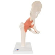 Functional Right Hip Joint Anatomical Model