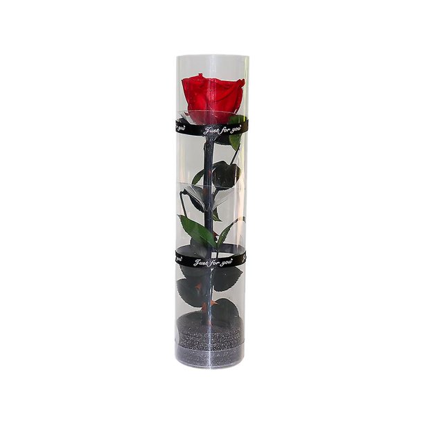 Una rosa real preservada, una rosa eterna, una rosa duradera, una rosa floreciente eterna