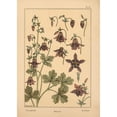 thumbnail image 3 of Vintage Apple Collection 14x18 Black Modern Framed Museum Art Print Titled - Plate 10 - Columbine, 3 of 5