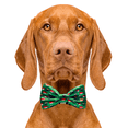 thumbnail image 2 of Cutie Ties Dog Bow Tie, 2 of 5