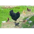 thumbnail image 3 of Vehomy 3 Pack Chicken Perch Chicken Toys Chicken Wooden Roosting Bar Chick Jungle Gym Perch Stand for Chicken Brooder, Coop Baby Chicks, Hens, 3 of 6