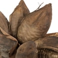 thumbnail image 3 of Vickerman 12-16" Natural Star Pod, Extra Large, 3 of 4