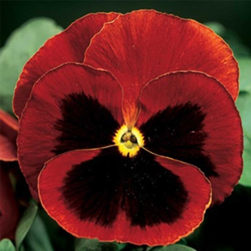 Pansy Flower Garden Seeds - Delta Premium F1 Series - Red w/ Blotch