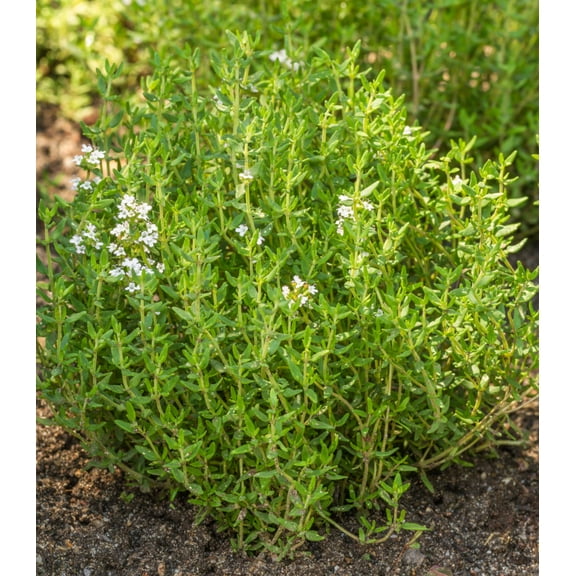 Earthcare Seeds - Thyme Culinary Thyme 1000 Seeds (Thymus Vulgaris) Heirloom - Open Pollinated