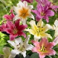 thumbnail image 1 of TASC Flower Bulbs - Lilies-Assorted (6 Bulbs), 1 of 2