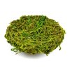 Touch of Nature Green Moss Nest 4-Inch