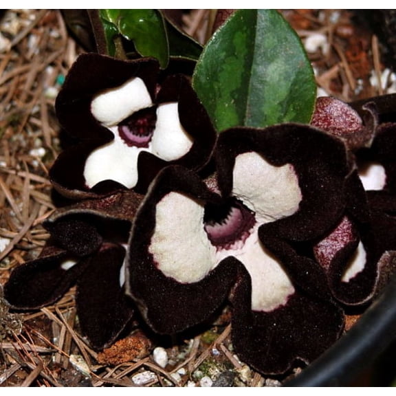 Panda Face Ling Ling Ginger - Asarum Maximum - Wildflower - 2.5" Pot