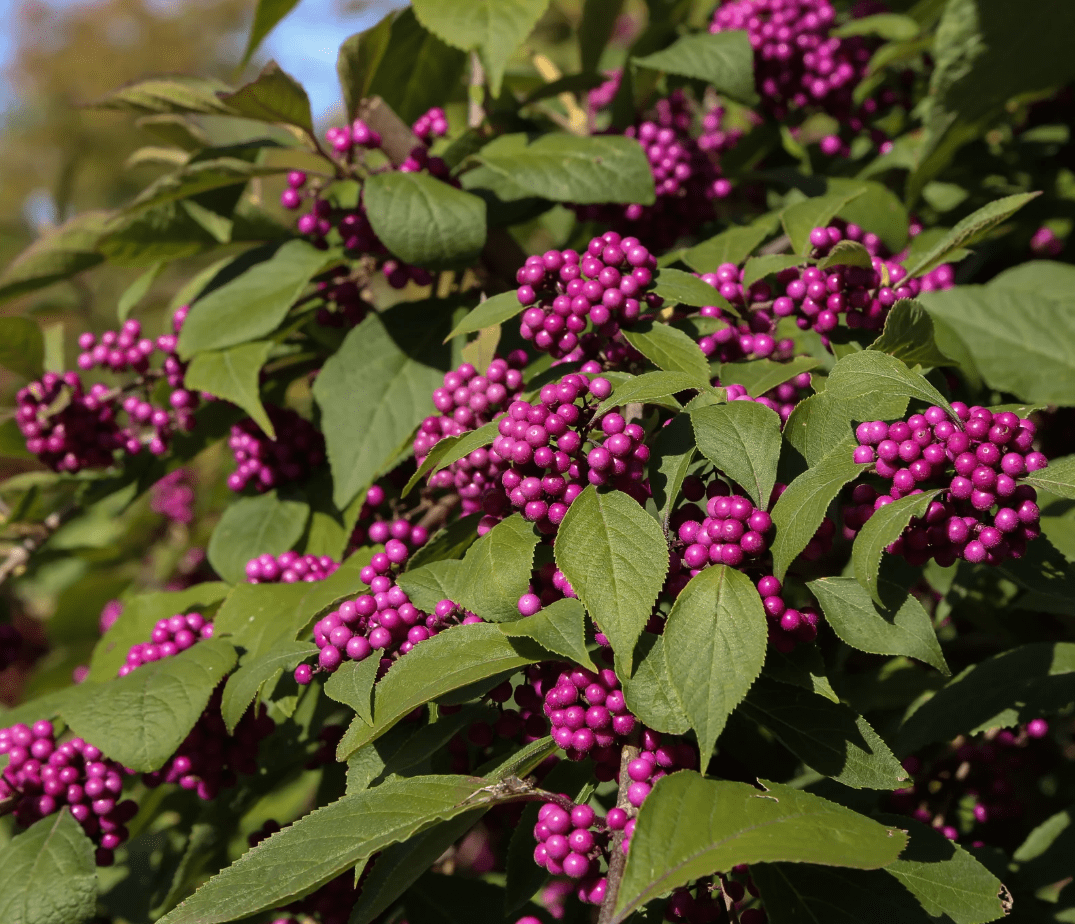 American Beautyberry Plant Live for Planting, Callicarpa Americana Plant for Home Garden 6 to 12 Inch Tall 4 Inch Pot