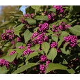 thumbnail image 2 of American Beautyberry Plant Live for Planting, Callicarpa Americana Plant for Home Garden 6 to 12 Inch Tall 4 Inch Pot, 2 of 6
