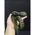 thumbnail image 3 of 3D Printed Snake Toys 3D Printed Animals Snake Pet Movable Joint Fidget Toys， 3D Printed Animals Toy Adults Fidget Toys，3D Printed Fidget Toys for Home Office Decor (24.4' Black&Gold), 3 of 6